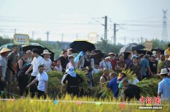 稻浪里的狂欢！四川眉山农趣赛事闹丰年 城乡共赴 “丰收宴”